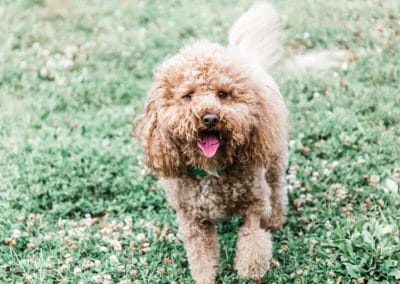 dog at daycare nashville tn