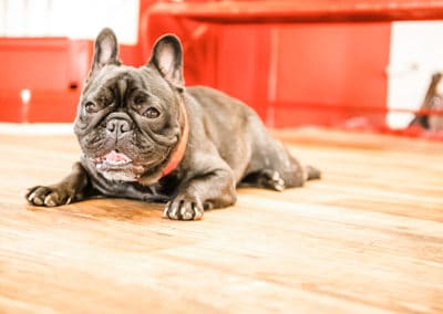 dog at daycare nashville tn