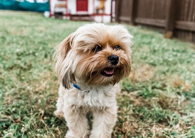 dog at daycare nashville tn