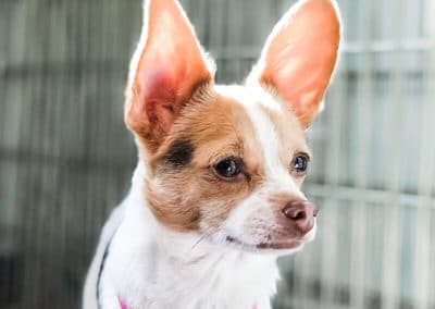 dog at daycare nashville tn