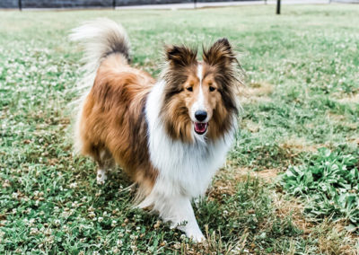 dog at daycare nashville tn