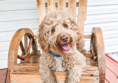 dog at daycare nashville tn