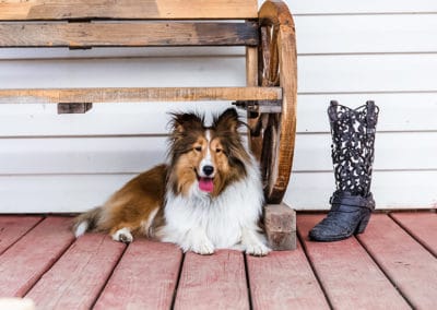 dog at daycare nashville tn