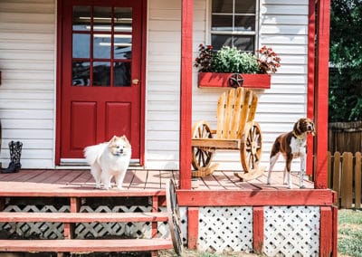 dogs at daycare nashville tn