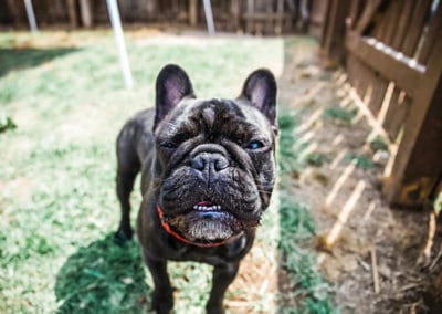 dog at daycare nashville tn